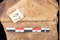 Foto (Detailsansicht) von Quercus palaeoilex Ettingshausen (NHMW-GEO-2024-0188-0870)